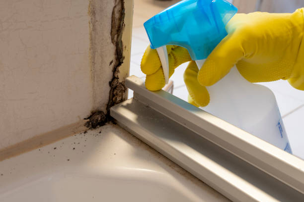 Best Toxic Mold Removal  in Burns Harbor, IN