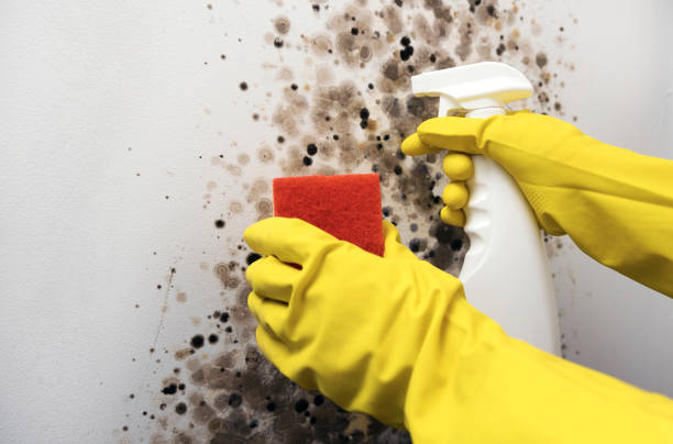 Best Mold Damage Repair  in Burns Harbor, IN