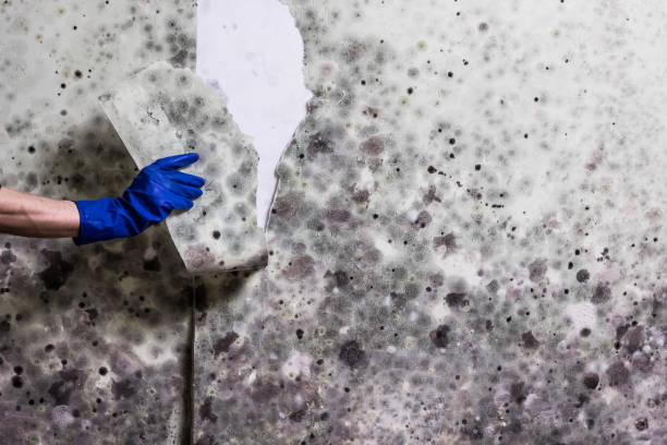 Best Attic Mold Removal  in Burns Harbor, IN
